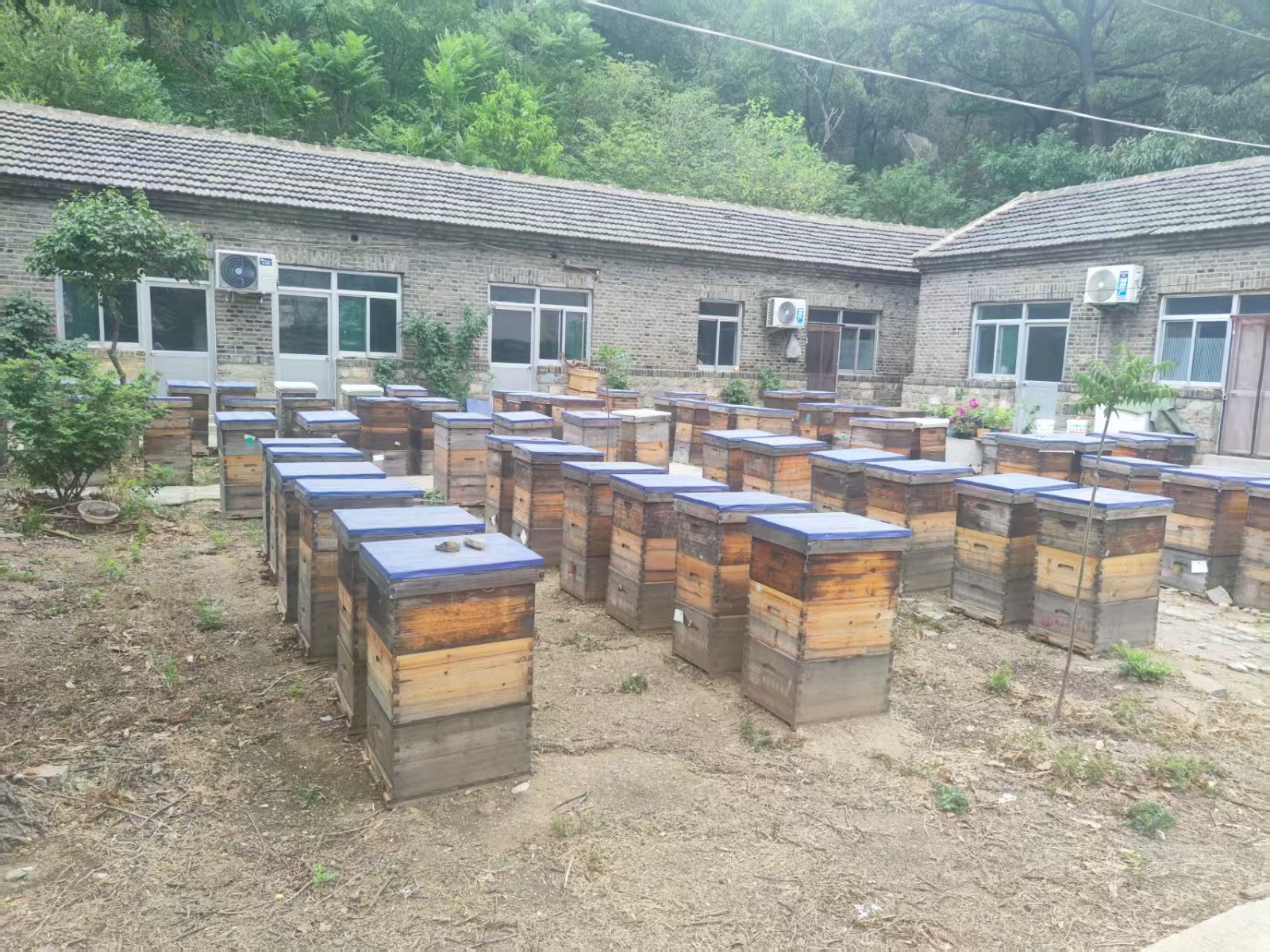 諾瑞沃深入泰山蜂場學(xué)習(xí)之旅